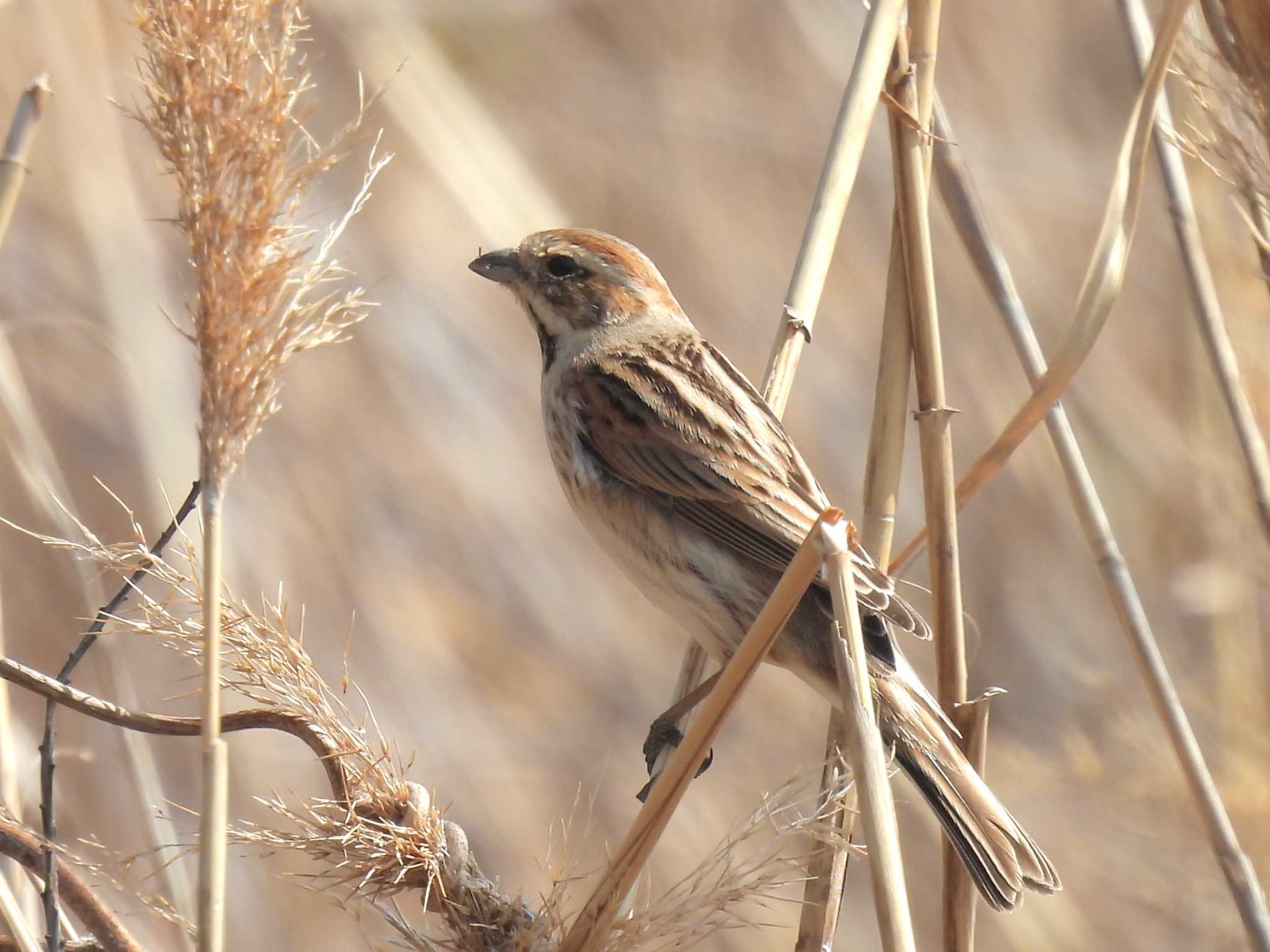 Photo of Common Reed Bunting at 淀川河川公園 by ゆりかもめ