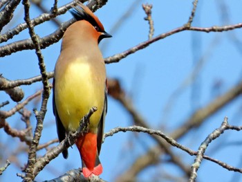 Japanese Waxwing 京都府亀岡市 Sat, 3/16/2024