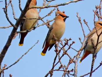 Bohemian Waxwing 京都府亀岡市 Sat, 3/16/2024