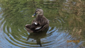 カルガモ 都内公園 2024年3月16日(土)