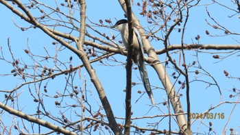 オナガ 都内公園 2024年3月16日(土)