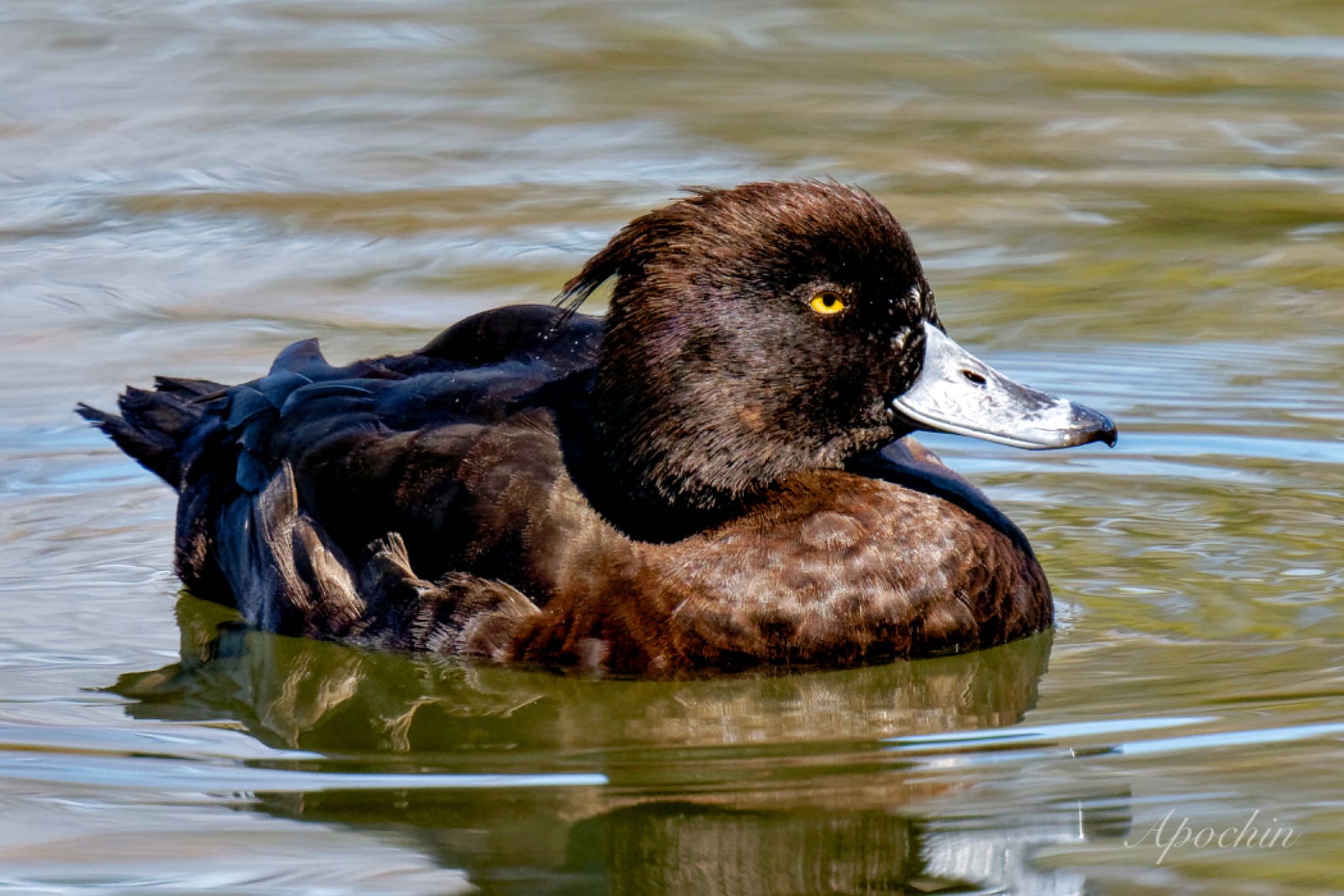 Tufted Duck