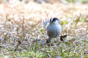 Long-tailed Tit 奈良　馬見丘陵公園 Mon, 3/11/2024