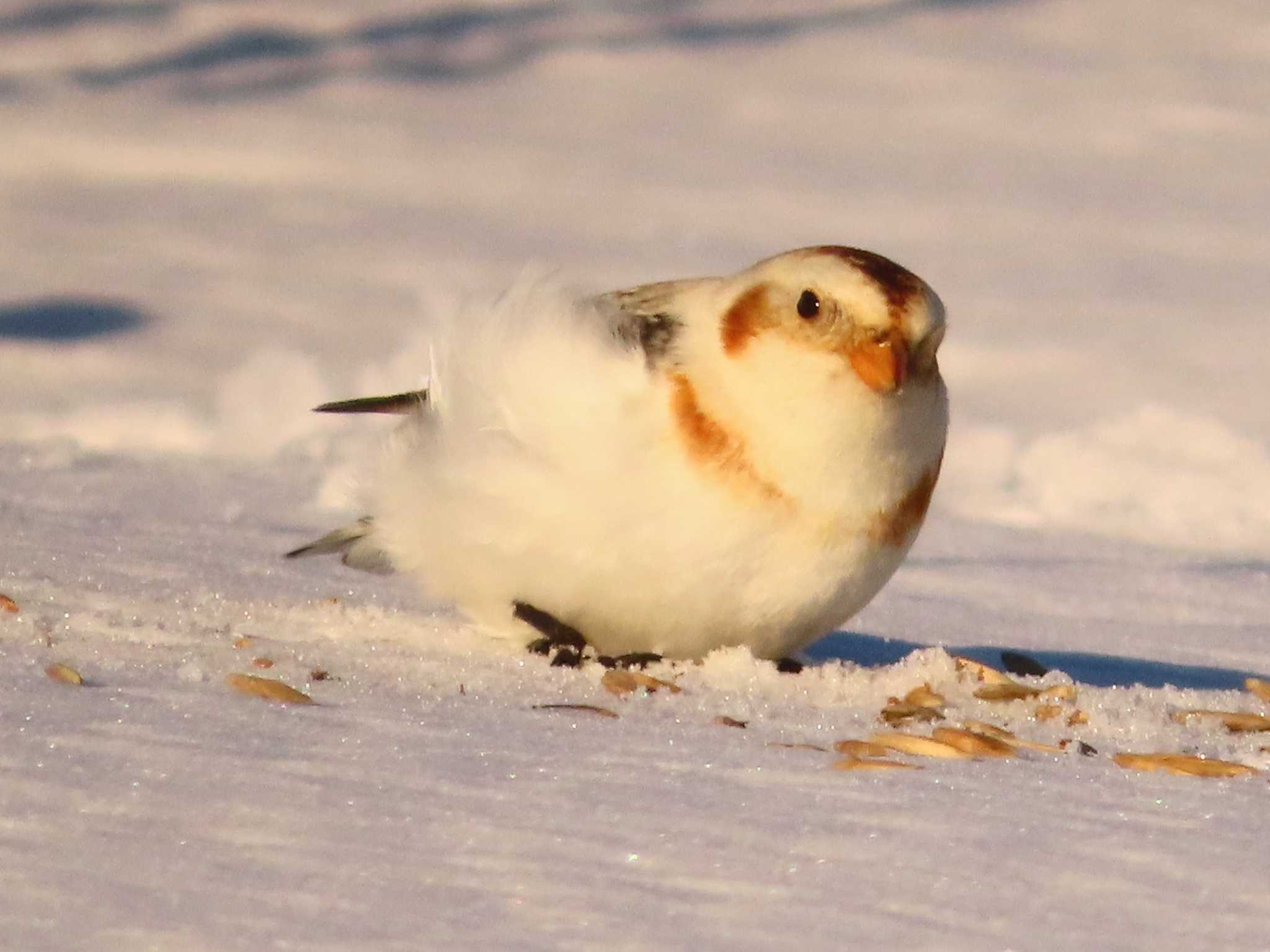 Snow Bunting