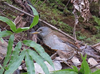 Pale Thrush Hayatogawa Forest Road Thu, 3/14/2024