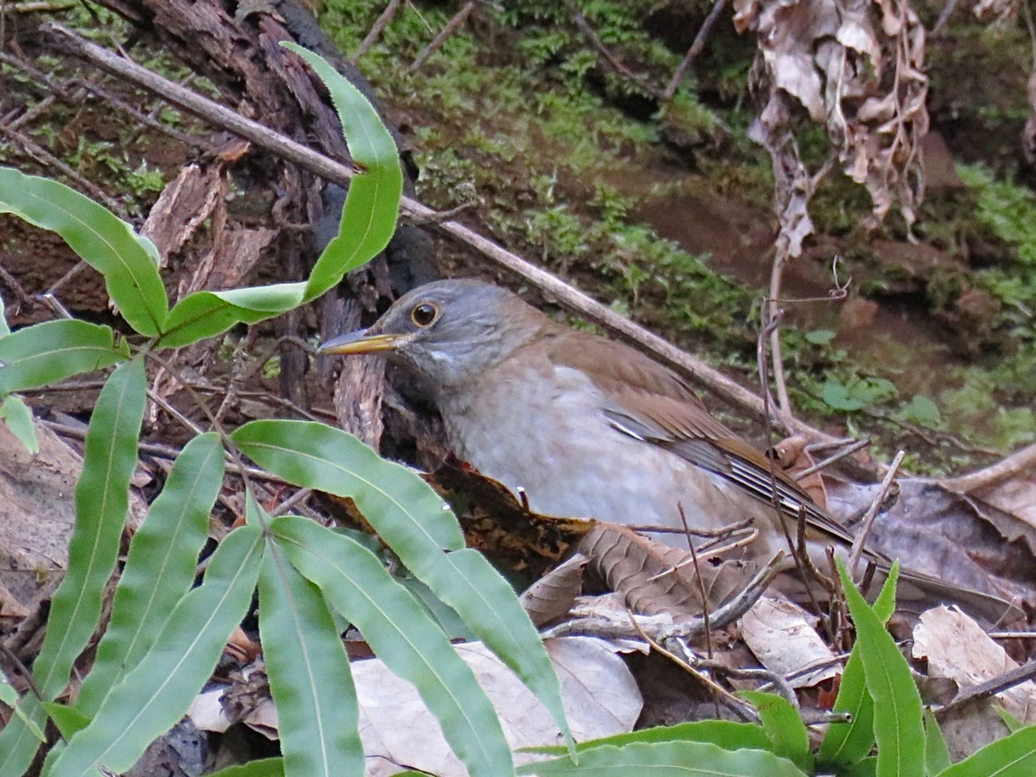 Photo of Pale Thrush at Hayatogawa Forest Road by tobassaw