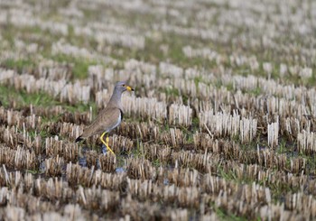 Grey-headed Lapwing 富士市 Sat, 3/16/2024