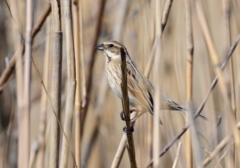 Common Reed Bunting 富士市 Sat, 3/16/2024