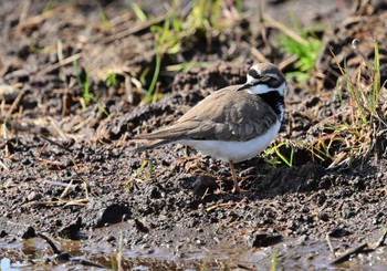 Little Ringed Plover 富士市 Sat, 3/16/2024