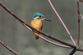 Common Kingfisher 京都府 Sat, 3/16/2024