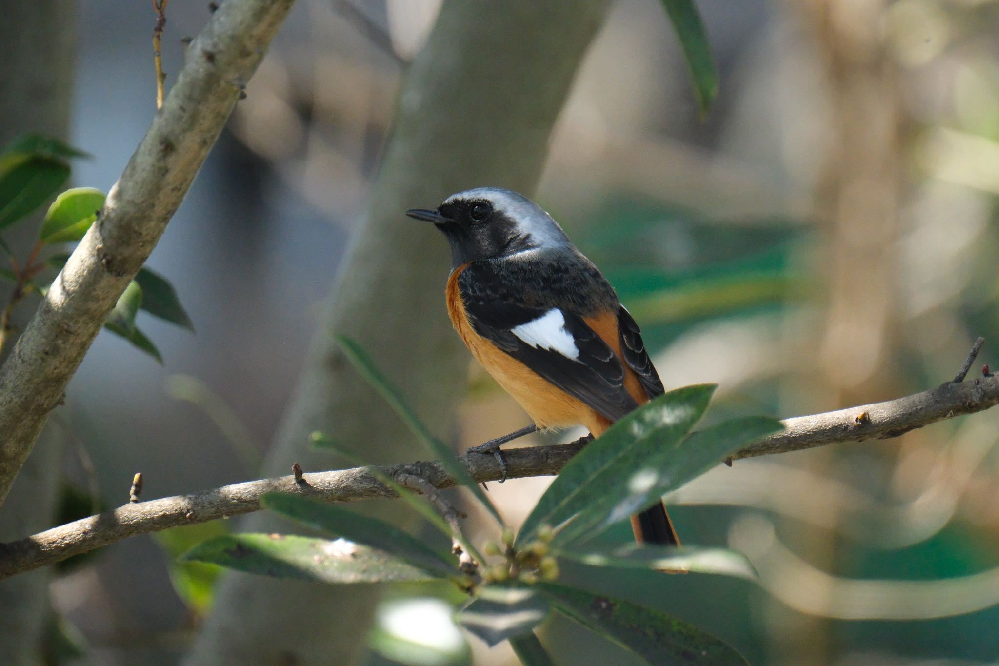 Daurian Redstart