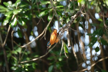 Common Kingfisher 源兵衛川 Sat, 3/16/2024