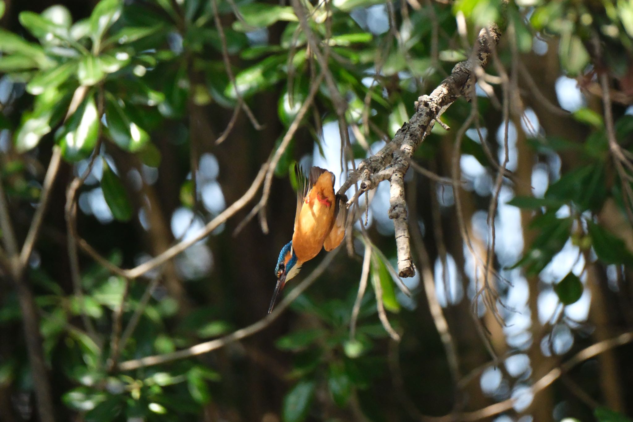 Photo of Common Kingfisher at 源兵衛川 by ポン介