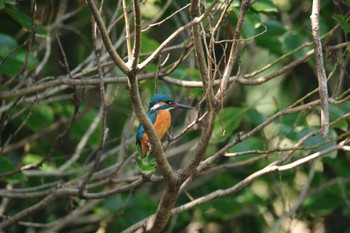 Common Kingfisher 源兵衛川 Sat, 3/16/2024