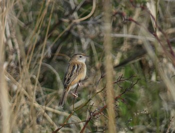 Zitting Cisticola 多摩川 Sat, 3/16/2024