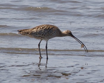 Far Eastern Curlew Kasai Rinkai Park Sat, 3/16/2024