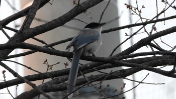 2024年3月16日(土) 等々力緑地の野鳥観察記録