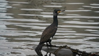 カワウ 高島水際線公園 2018年12月11日(火)