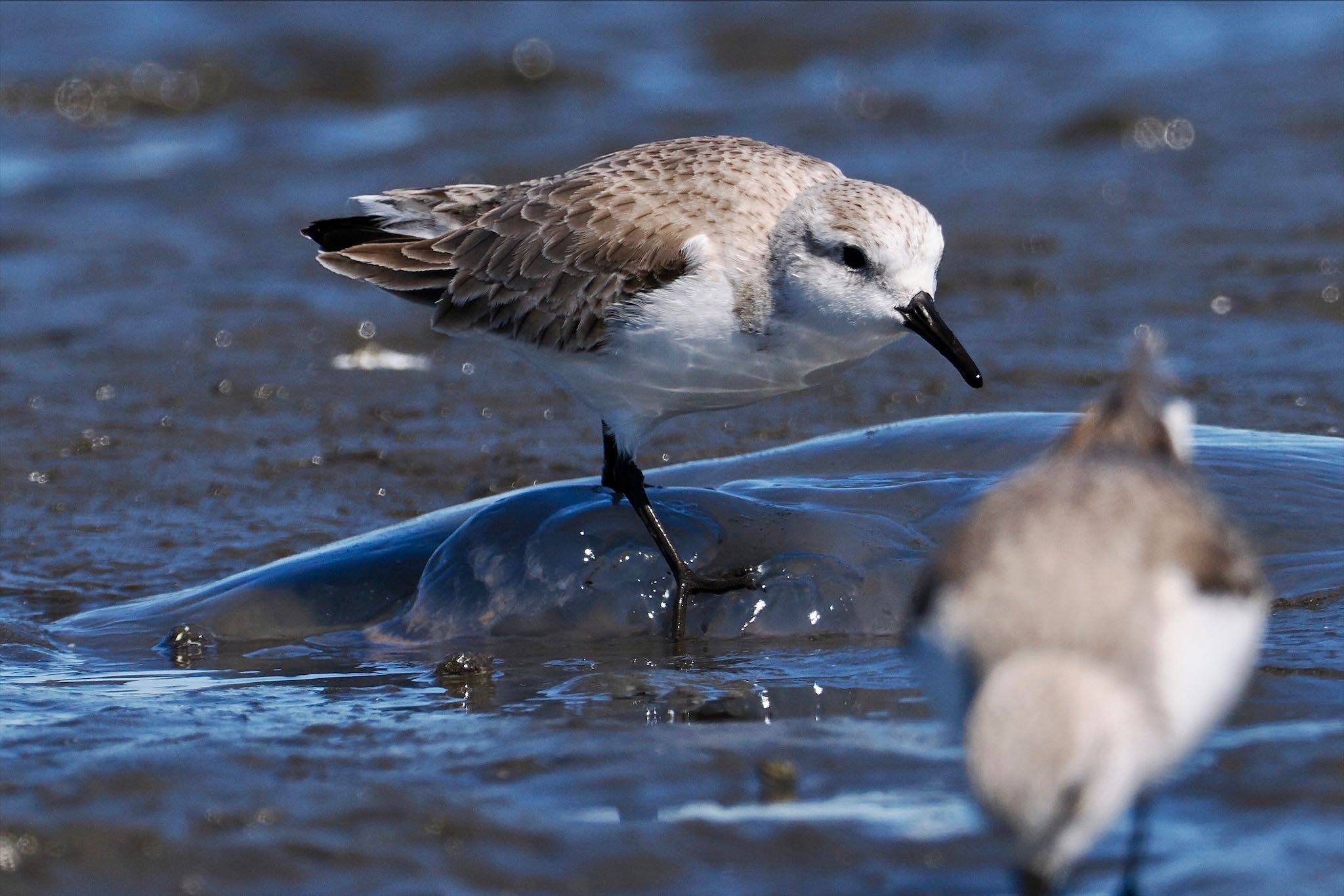 Photo of Sanderling at Sambanze Tideland by とりとり