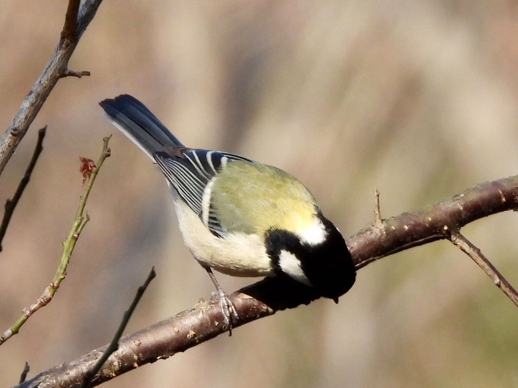 シジュウカラ