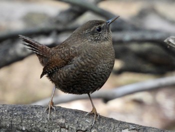 Fri, 3/15/2024 Birding report at 道保川公園