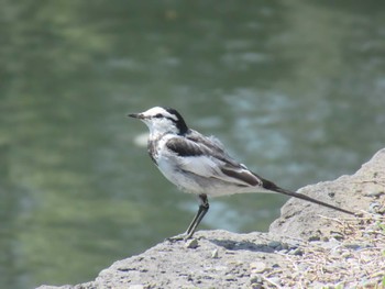 White Wagtail Imperial Palace Sat, 3/16/2024