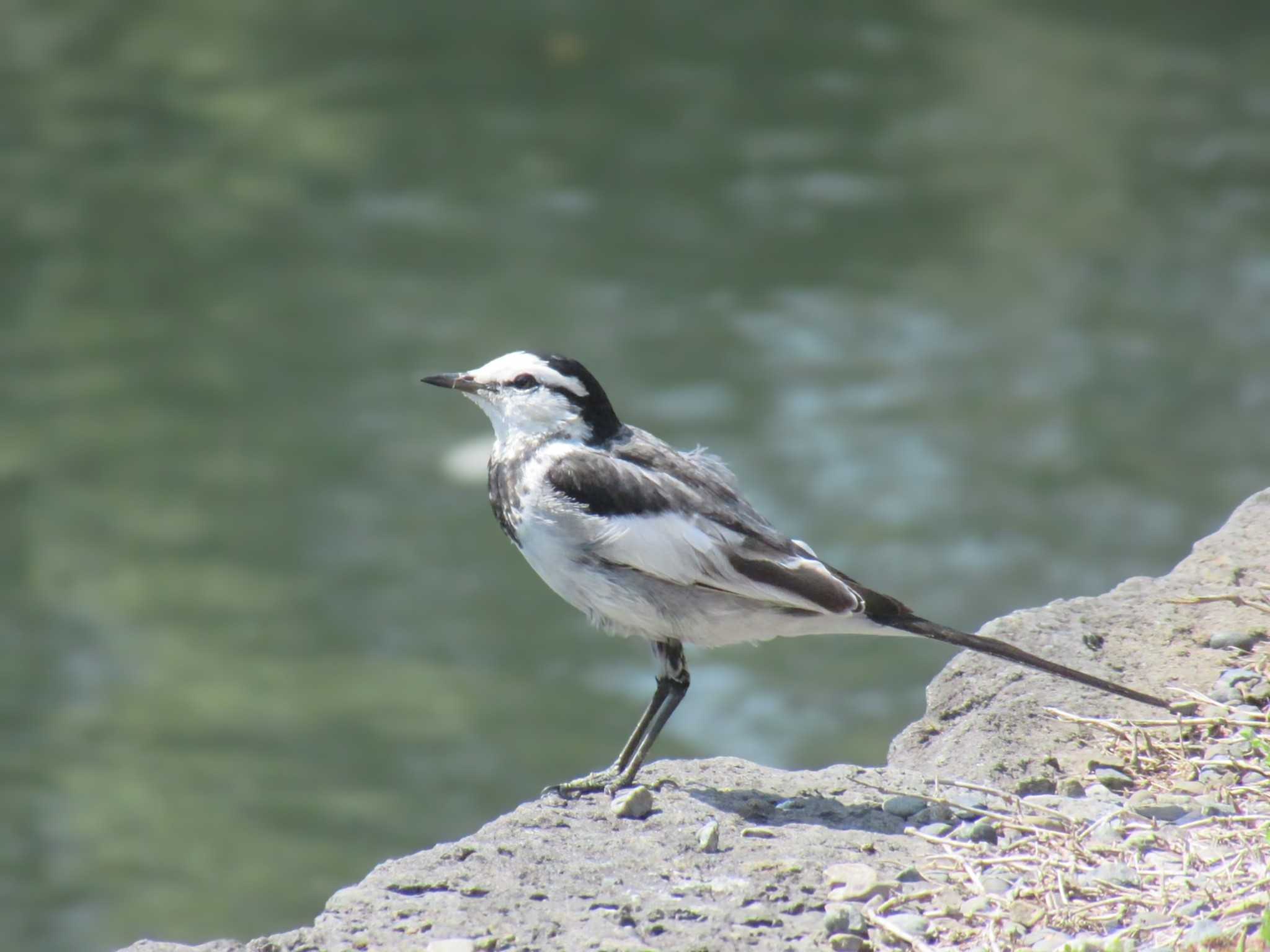 Photo of White Wagtail at Imperial Palace by kohukurou