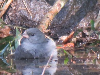 Grey Bunting 栃木県 Sat, 3/16/2024