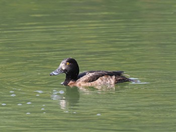 Tufted Duck 再度公園 Sat, 3/16/2024