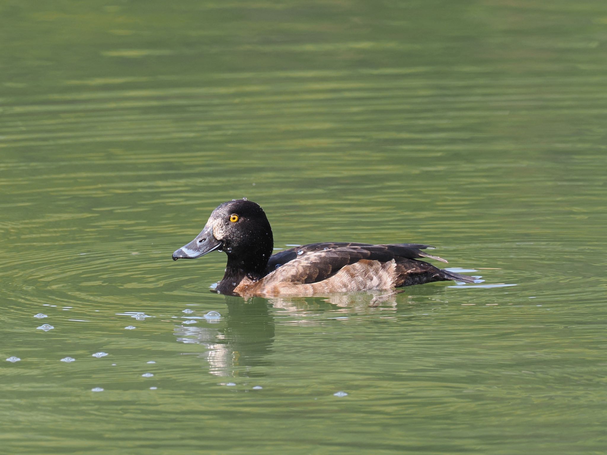 Photo of Tufted Duck at 再度公園 by daffy@お散歩探鳥＆遠征探鳥♪