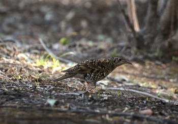 トラツグミ 昭和記念公園 2024年3月16日(土)