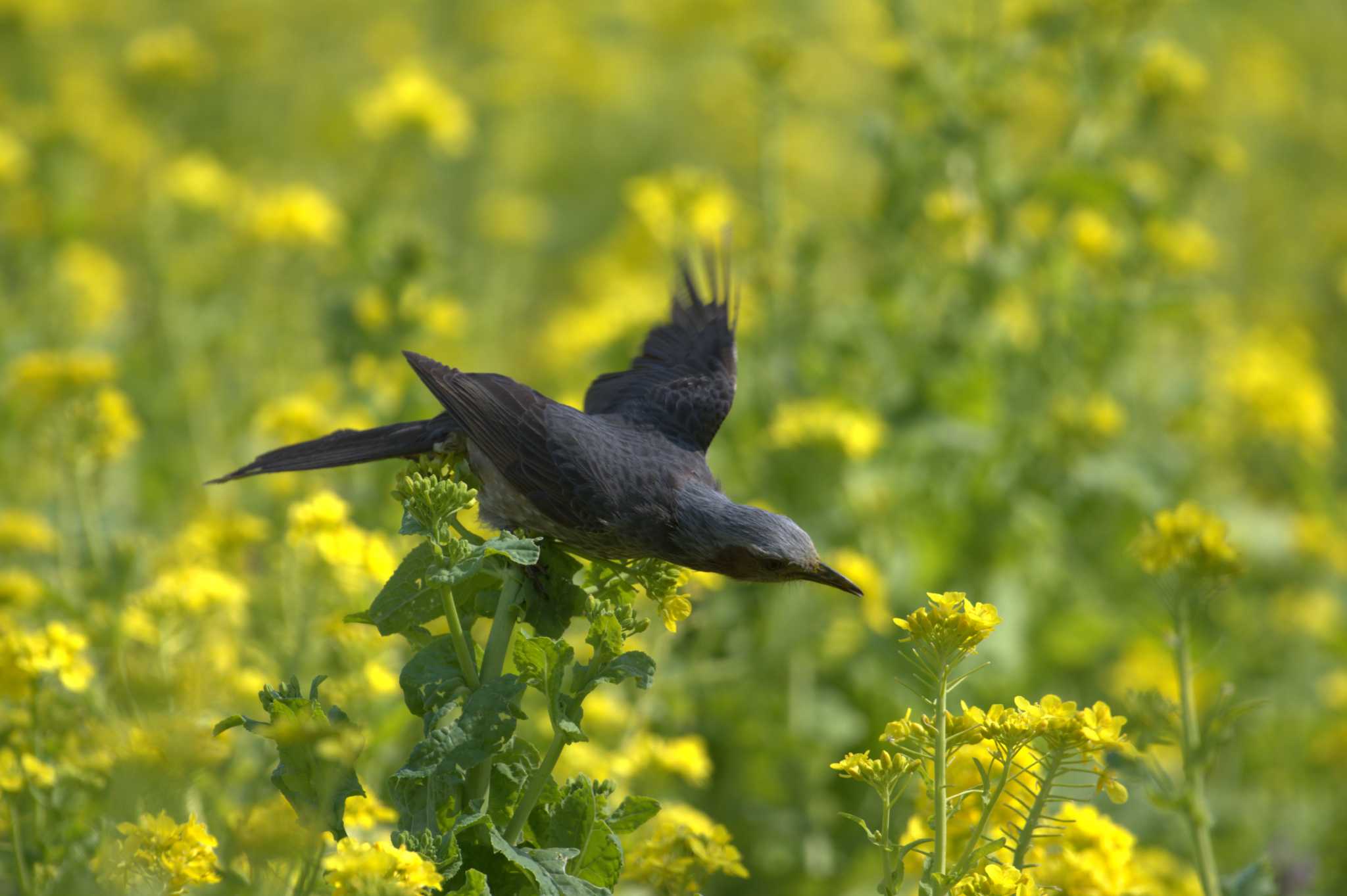 Brown-eared Bulbul