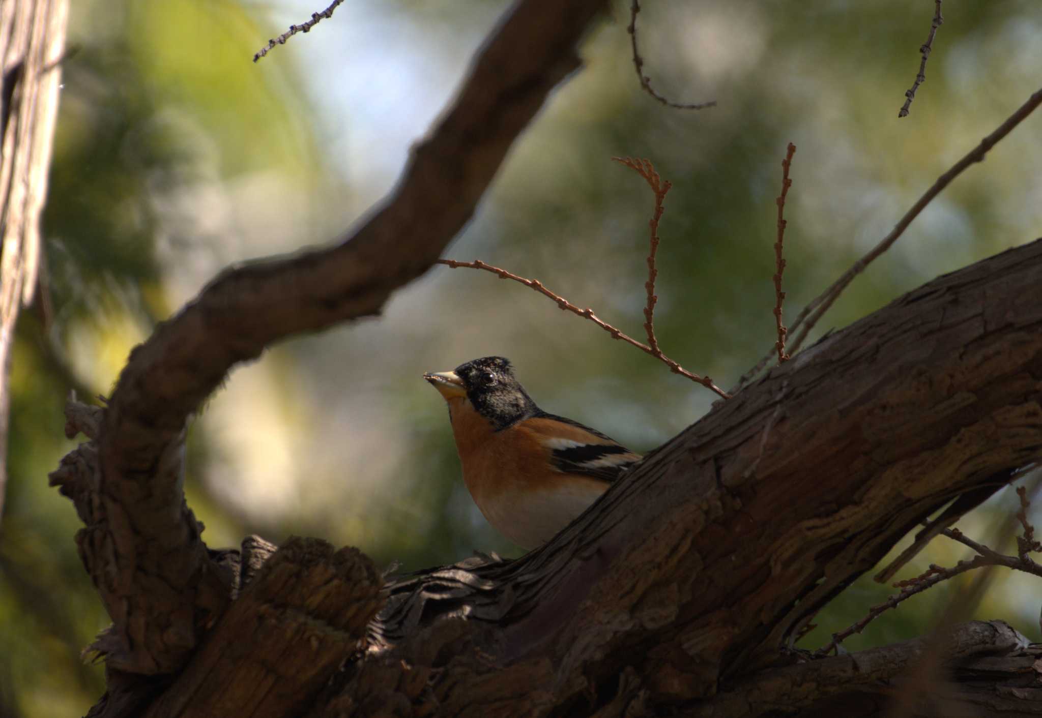 Brambling