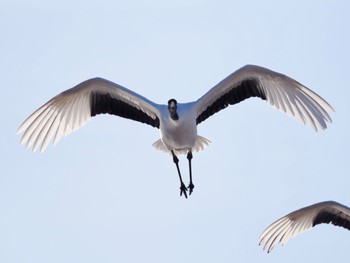 Red-crowned Crane Otohabashi Sun, 2/25/2024