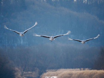 Red-crowned Crane Otohabashi Sun, 2/25/2024