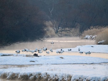 Red-crowned Crane Otohabashi Sun, 2/25/2024