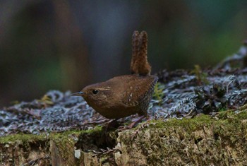 Eurasian Wren Unknown Spots Sat, 3/16/2024