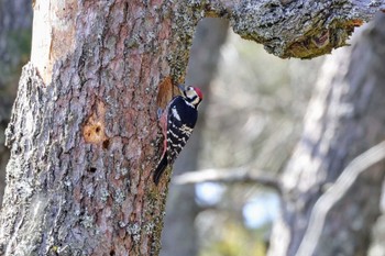 White-backed Woodpecker 和泉葛城山 Sat, 3/16/2024