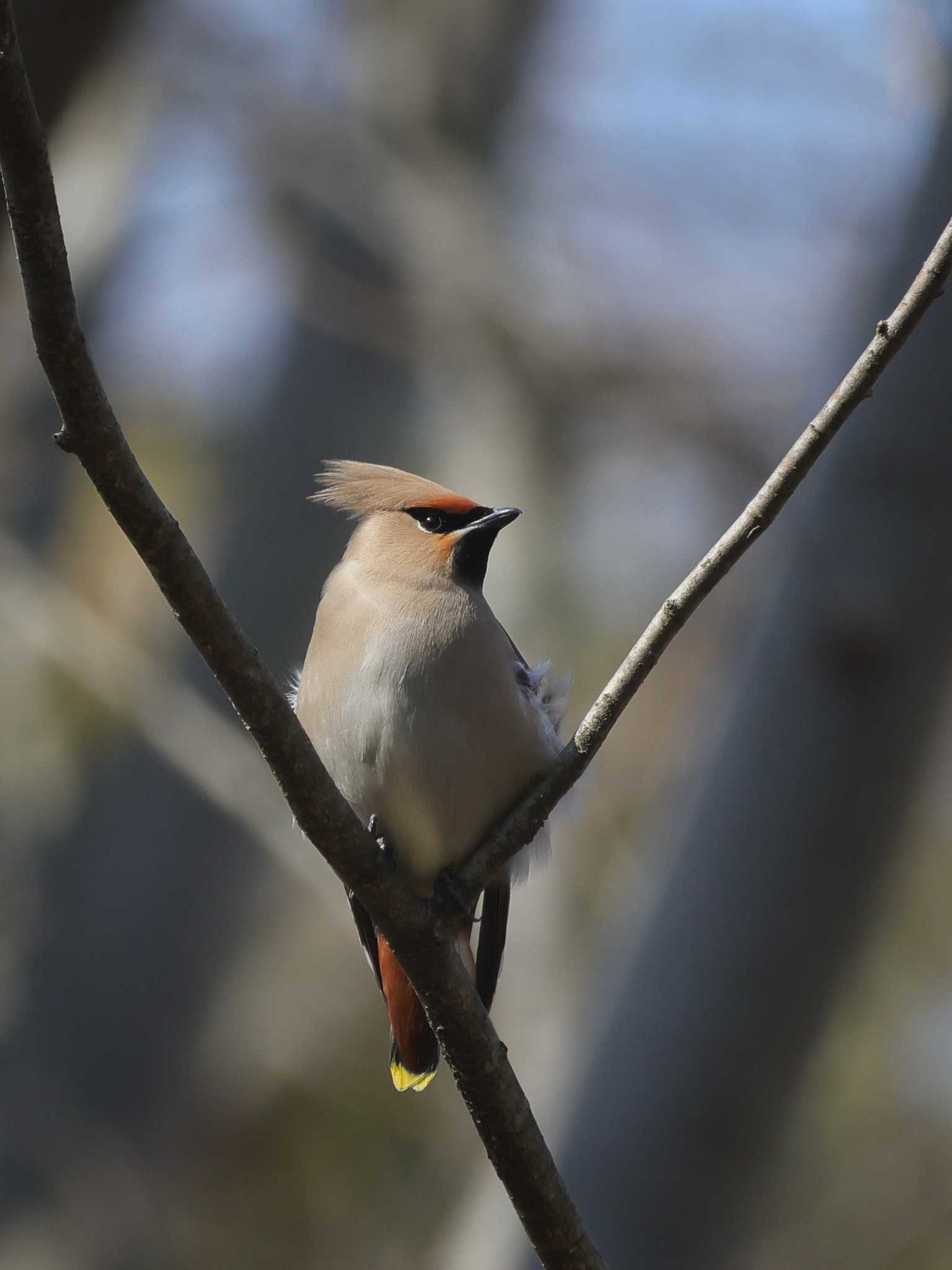 Photo of Bohemian Waxwing at  by ゆづ