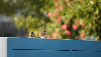 Eurasian Tree Sparrow Minatomirai Tue, 12/11/2018