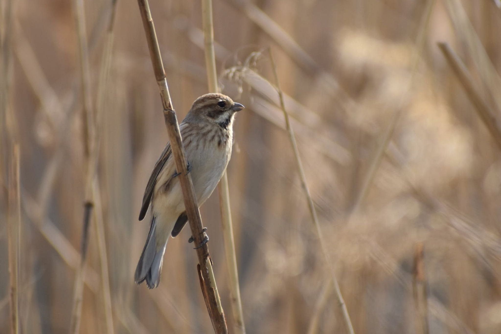 Photo of Common Reed Bunting at 六郷橋緑地 by Ryan Brian
