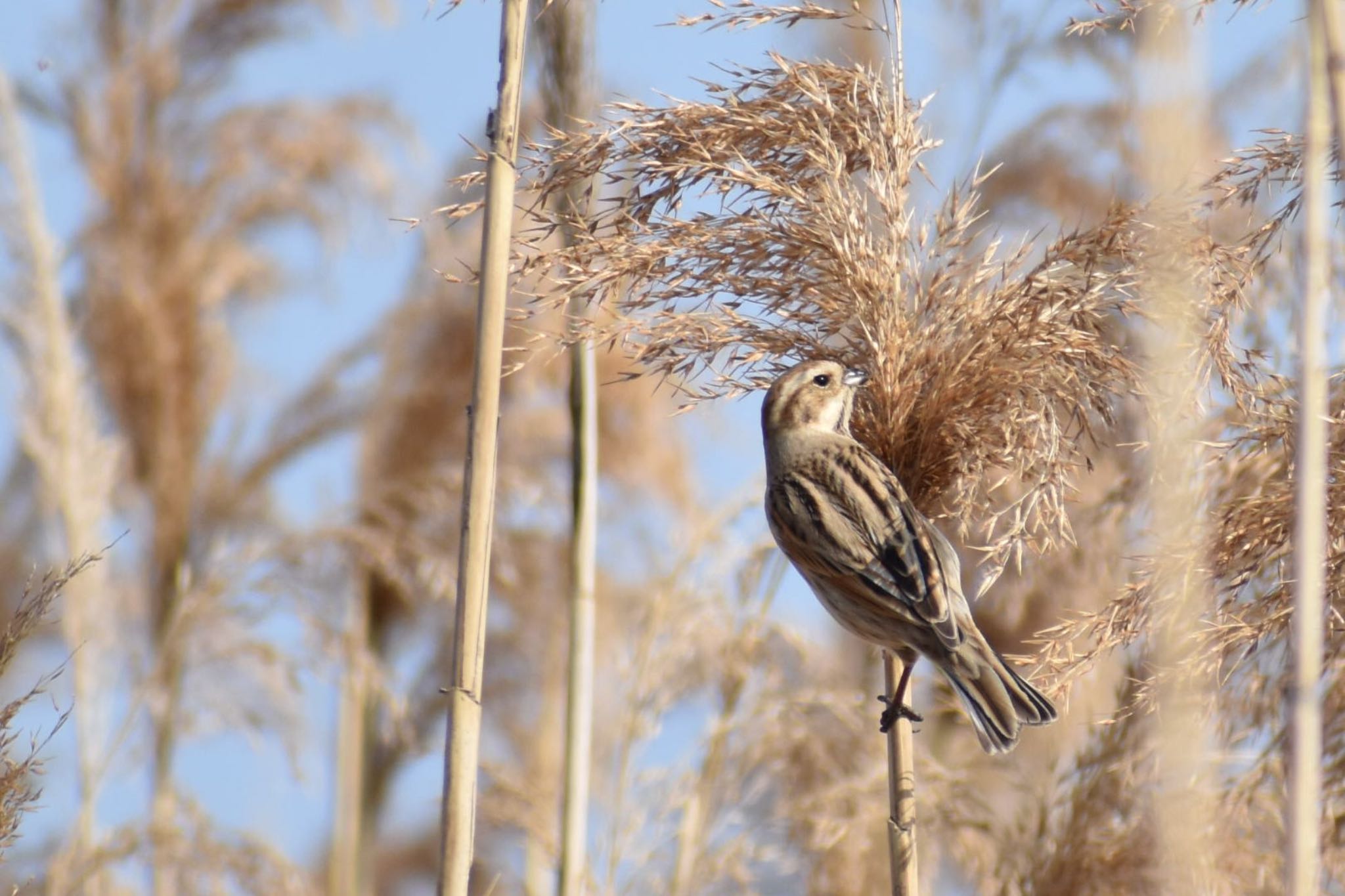 Photo of Common Reed Bunting at 六郷橋緑地 by Ryan Brian