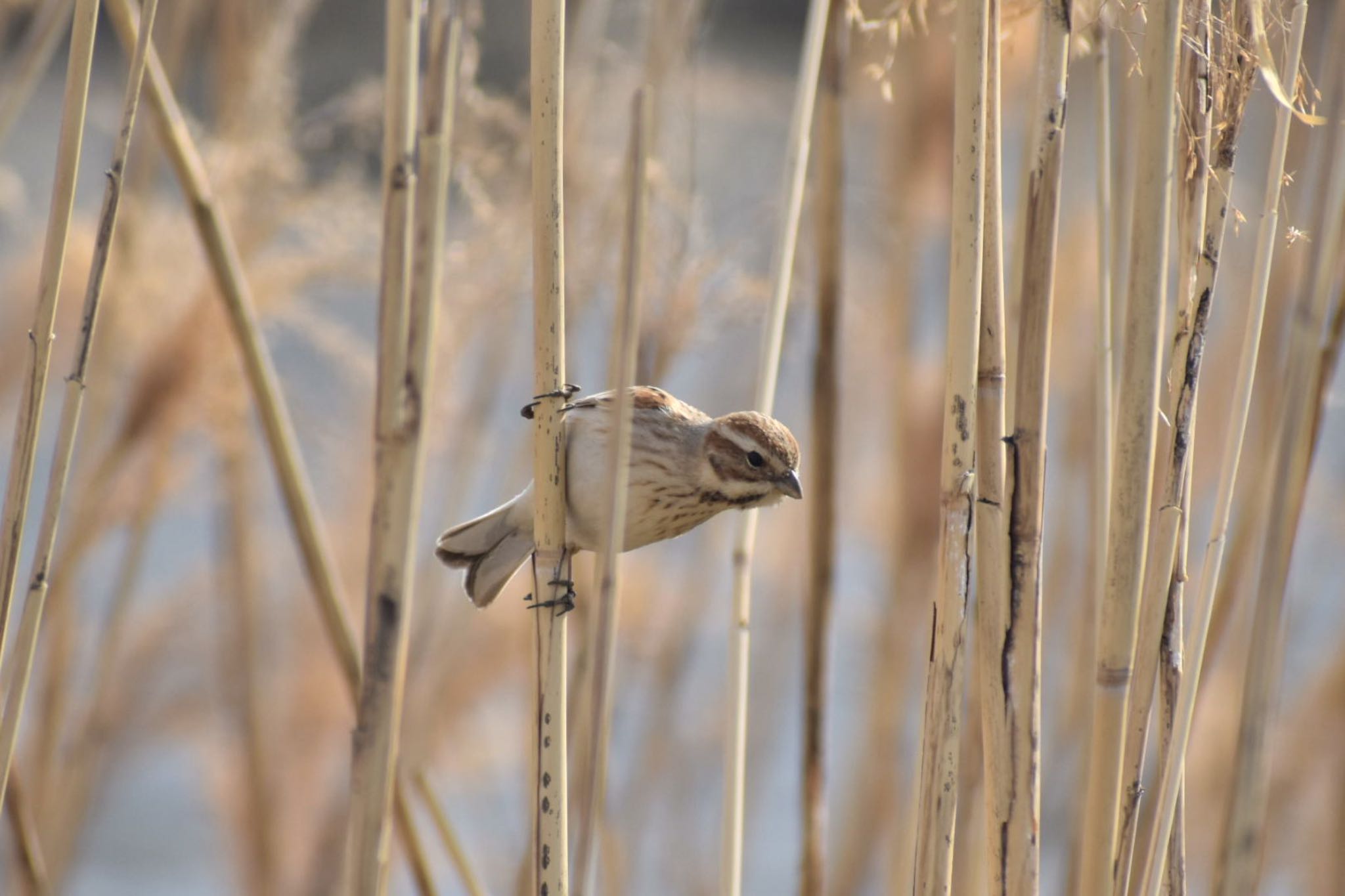 Common Reed Bunting