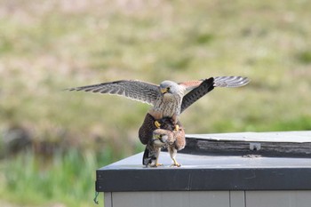 Common Kestrel Unknown Spots Sat, 3/16/2024