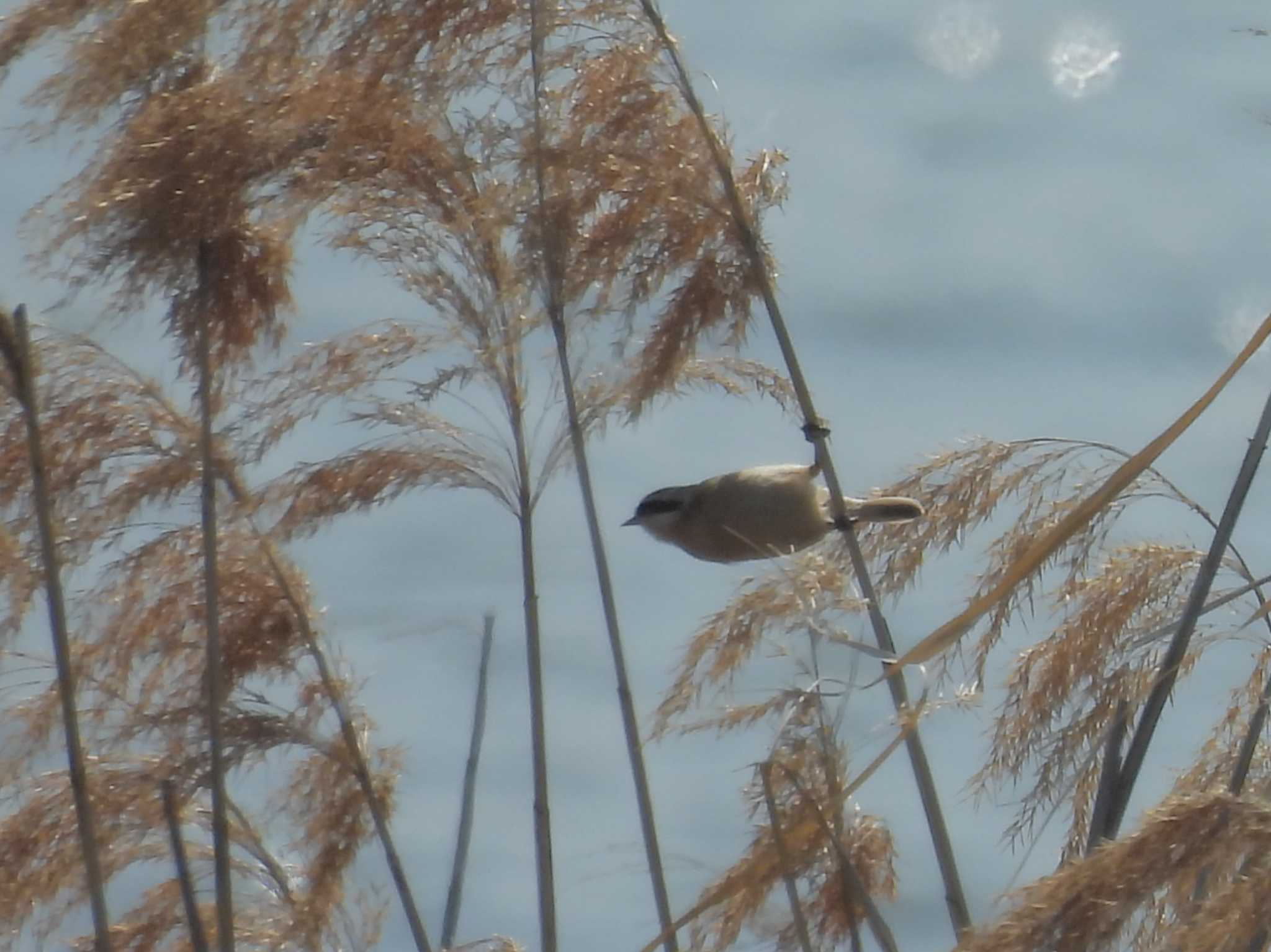 Chinese Penduline Tit