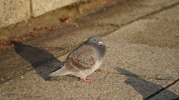 Rock Dove 横浜市 臨港パーク Tue, 12/11/2018