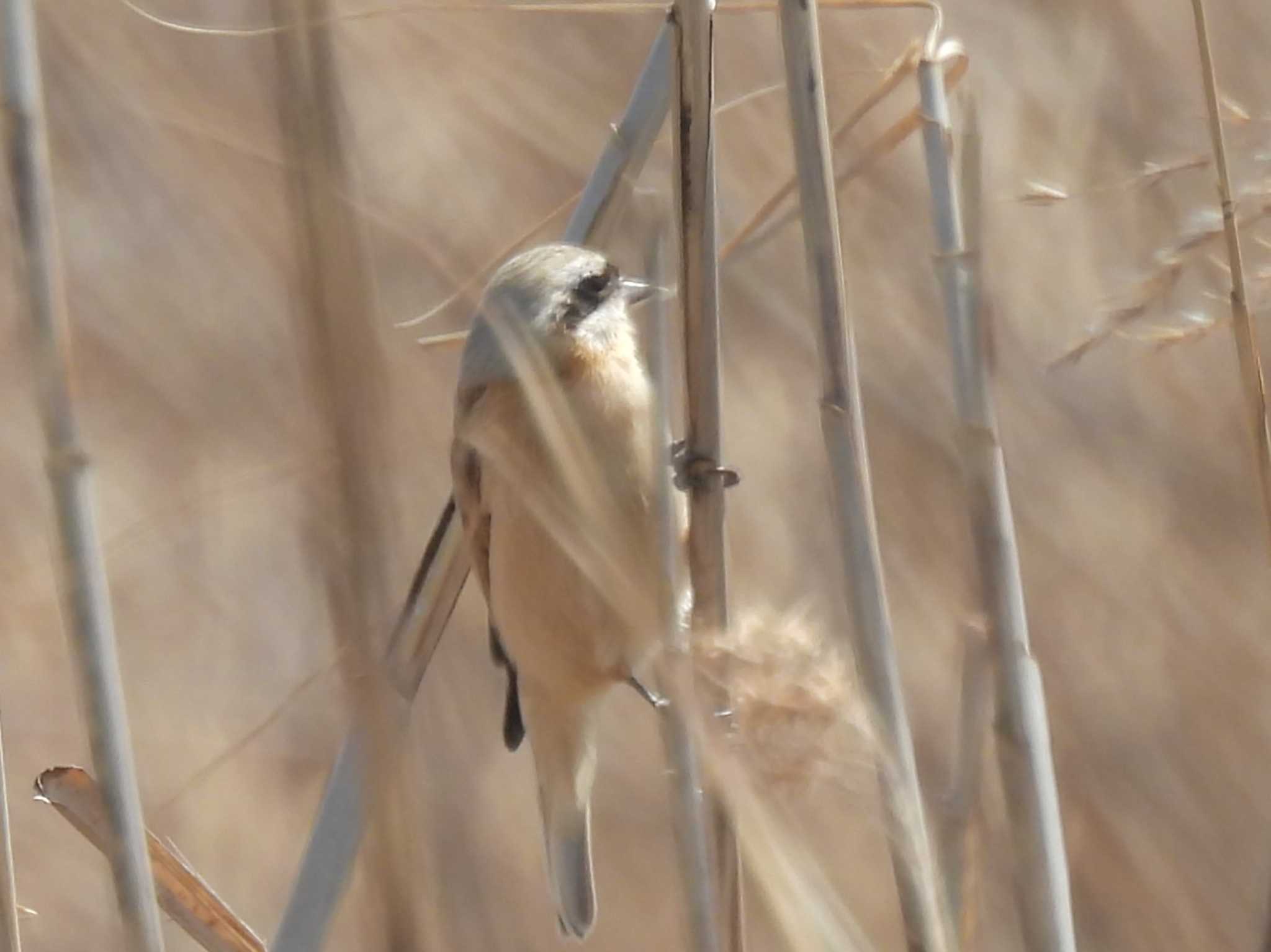 Photo of Chinese Penduline Tit at 淀川河川公園 by ゆりかもめ