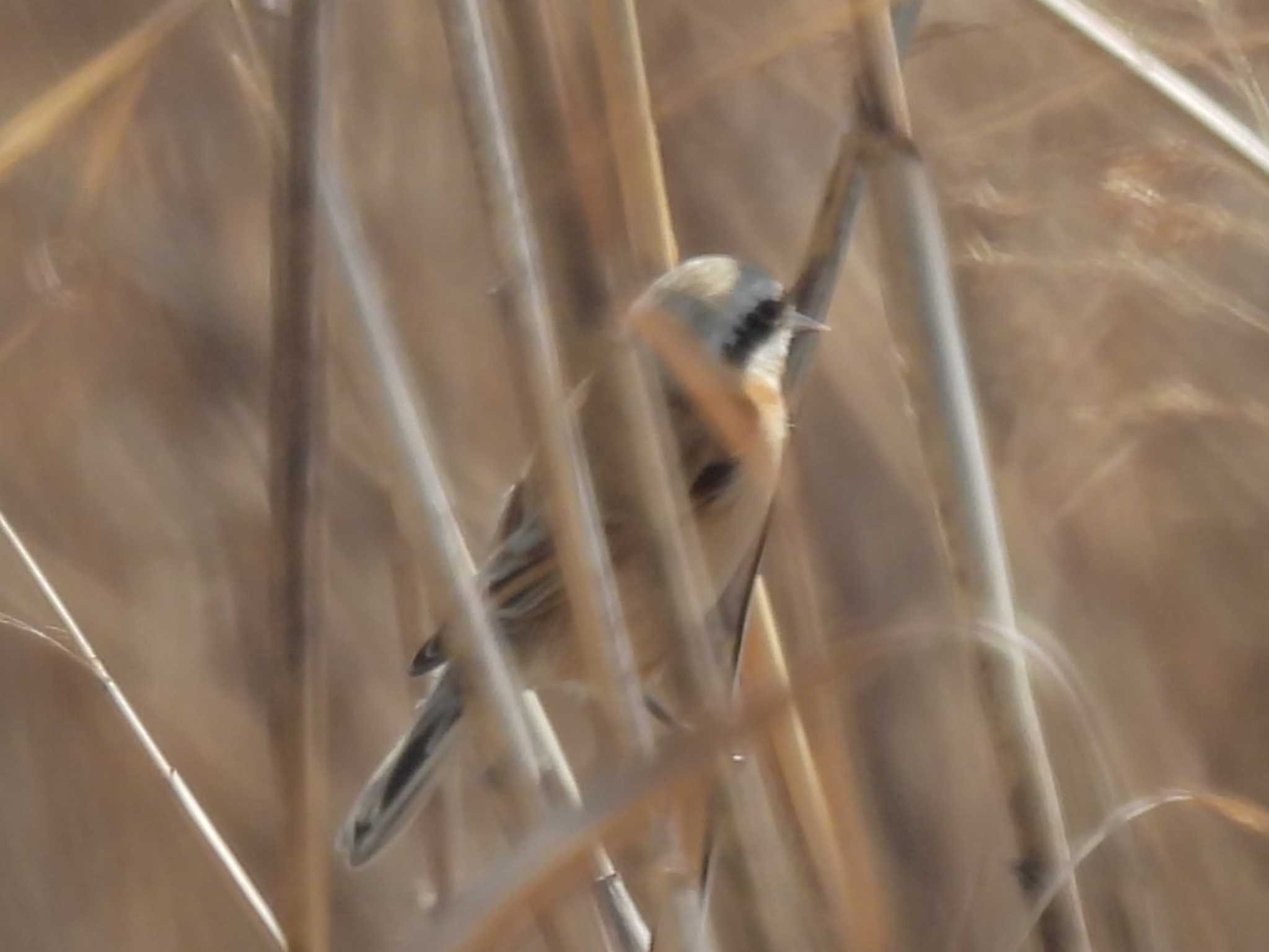 Chinese Penduline Tit