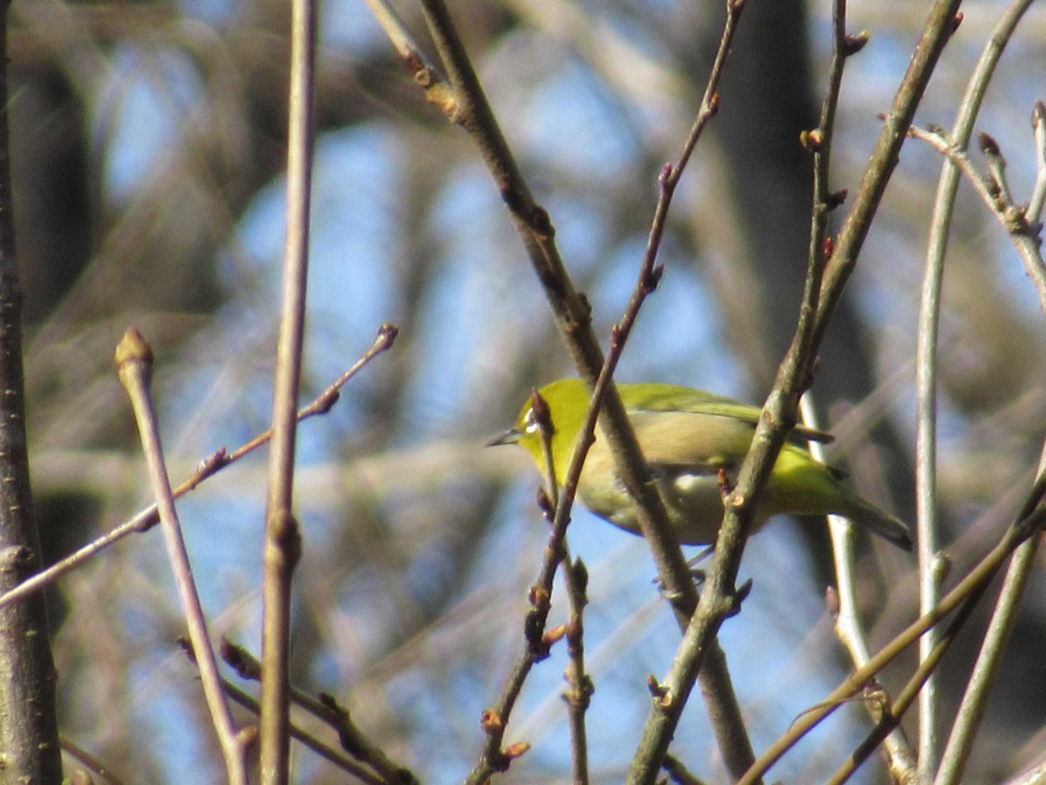 Photo of Warbling White-eye at 海上の森 by 怒髪天爆烈斎