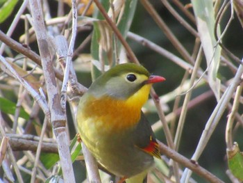 Red-billed Leiothrix 海上の森 Sat, 3/16/2024